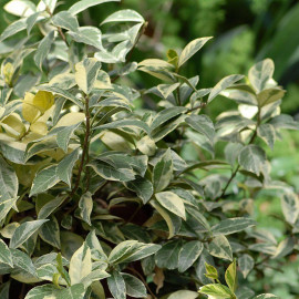 Trachelospermum jasminoides 'Variegatum' - Jasmin panaché blanc étoilé - Faux jasmin parfumé