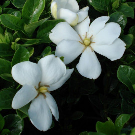 Gardenia jasminoides 'Kleim's Hardy' - Jasmin du Cap parfumé