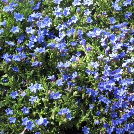 Lithodora diffusa 'Heavenly Blue' - Gremil vivace bleu