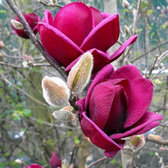 Magnolia 'Genie' à fleurs pourpres - Plant compact