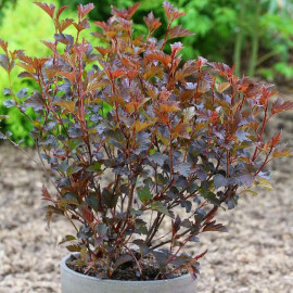 Physocarpus opulifolius 'Lady in Red'® - Physocarpe rouge compact