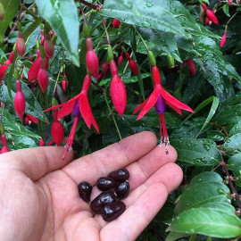 Fuchsia regia 'Regal' - Fuschia à baies comestibles