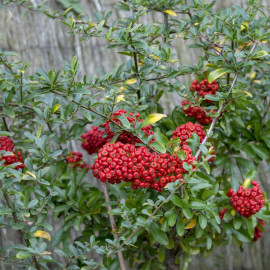Pyracantha coccinea 'Red Column' - Buisson ardent - Pyracanthe à baies rouges