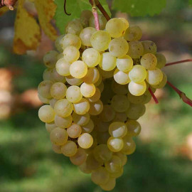 Vitis vinifera 'Chardonnay' *ZPd4 - Cépage raisin blanc aromatique