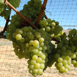 Vitis vinifera 'Chardonnay' *ZPd4 - Cépage raisin blanc aromatique
