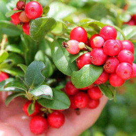 Vaccinium vitis idea 'Red Pearl' - Airelle à gros fruits rouges nacrés