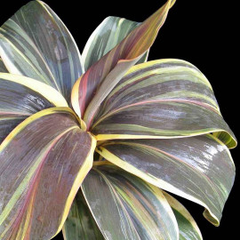 Cordyline terminalis 'Chocolate Queen' - Dracaena coloré à feuilles larges