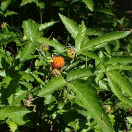 Rubus xanthocarpus - Ronce à fruits jaunes