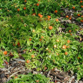 Rubus xanthocarpus - Ronce à fruits jaunes