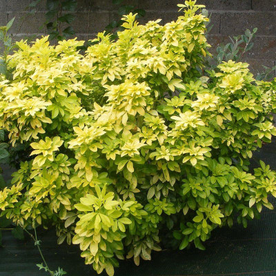 Choisya ternata 'Sundance'...