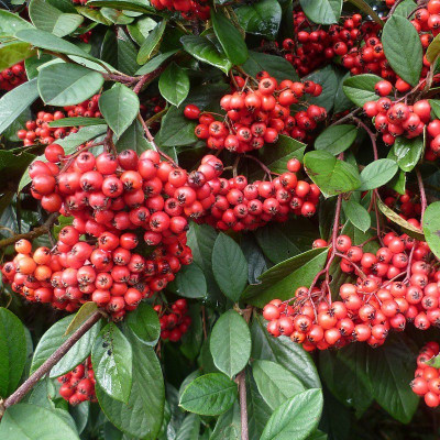 Cotoneaster lacteus -...