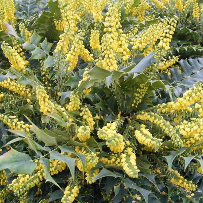 Mahonia media 'Winter Sun' - Mahonia hybride jaune d'or parfumé