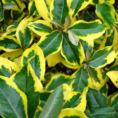 Elaeagnus ebbingei 'Gilt Edge' - Eleagnus ebbengei panaché - Chalef argenté jaune et vert