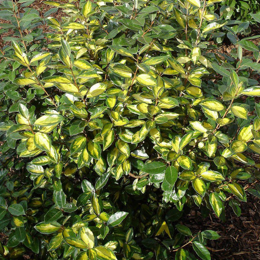 Elaeagnus ebbingei 'Limelight' -  Eleagnus ebbengei panaché - Chalef argenté jaune et vert