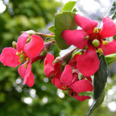Escallonia 'Crimson Spire' - Escalonia rouge
