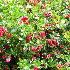 Escallonia 'Crimson Spire' - Escalonia rouge en POT
