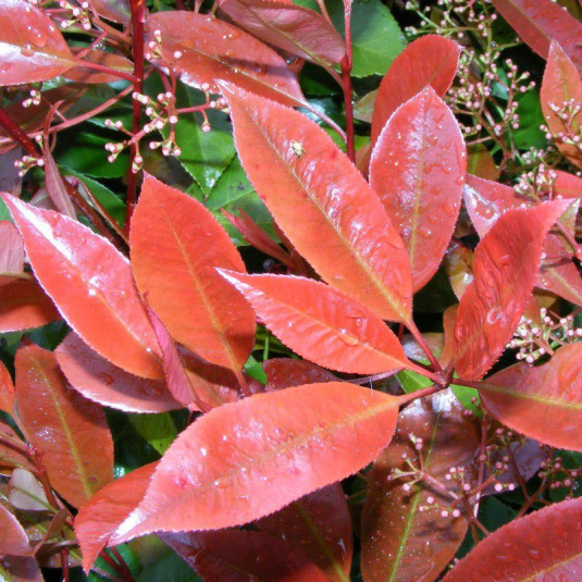 Photinia x fraseri 'Red Robin' - "Laurier" à feuilles rouges