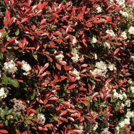 Photinia x fraseri 'Red Robin' - "Laurier" à feuilles rouges en POT