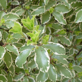 Pittosporum tenuifolium 'Variegatum' - Pittospore à petites feuilles panachées blanc