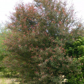 Prunus cerasifera - Prunier cerise rouge - Prunier myrobolan en racines nues