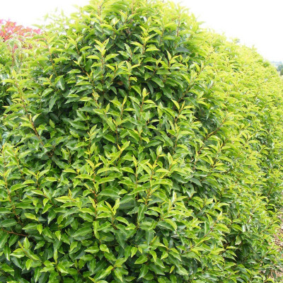 Prunus lusitanica...