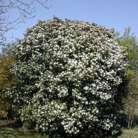 Viburnum tinus * - Laurier tin - Viorne blanche