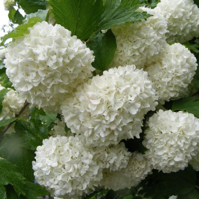 Viburnum opulus 'Roseum' *...