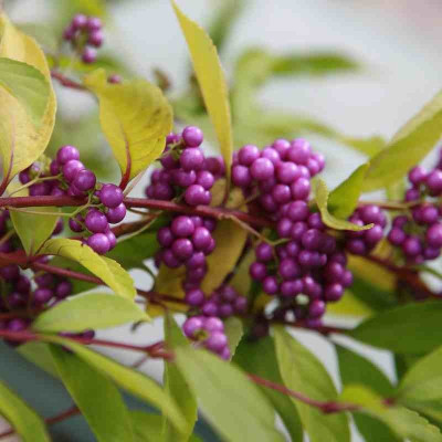 Callicarpa bodinieri...