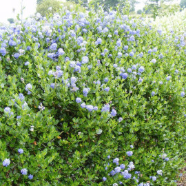 Ceanothus thyrsiflorus 'Skylark' - Céanothe persistante bleue - Lilas de Californie