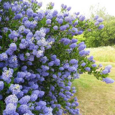 Ceanothus thyrsiflorus...