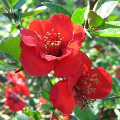 Chaenomeles superba...