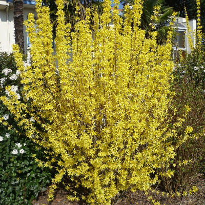 Forsythia intermedia -...