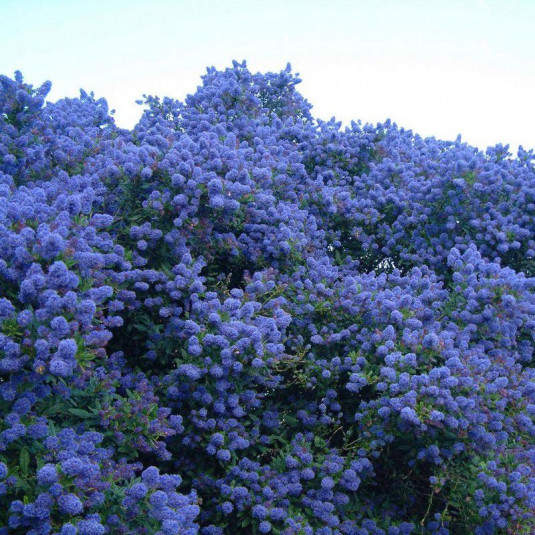 Ceanothus 'Concha' - Céanothe persistante bleu violet - Lilas de Californie