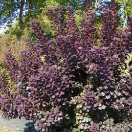 Cotinus coggygria 'Royal Purple' - Arbre à perruques pourpre