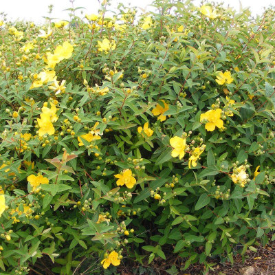 Hypericum patulum 'Hidcote'...