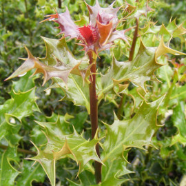 Ilex aquifolium - Houx commun