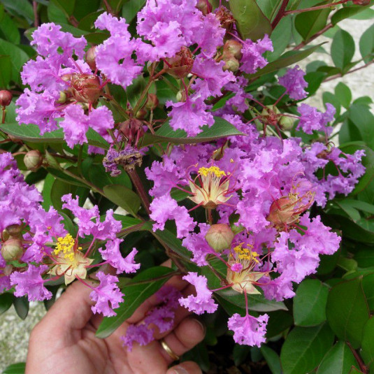 Lagerstroemia indica 'Violacea' - Lilas des Indes violette - Lilas d'été