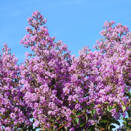Lagerstroemia indica 'Violacea' - Lilas des Indes violette - Lilas d'été