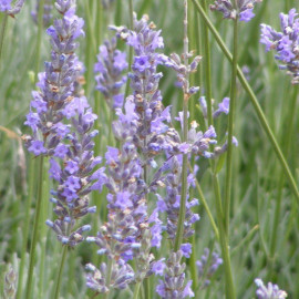 Lavandula angustifolia 'Grosso' - Lavande bleue - Lavandin parfumé