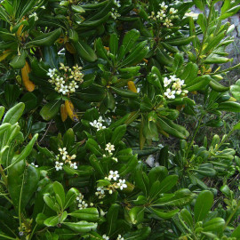 Pittosporum tobira - Pittospore du Japon parfumé