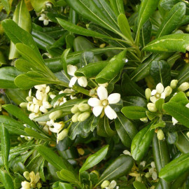 Pittosporum tobira - Pittospore du Japon parfumé