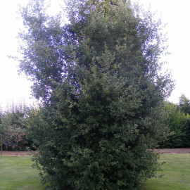 Quercus ilex - Chêne vert - Chene faux-houx - Yeuse
