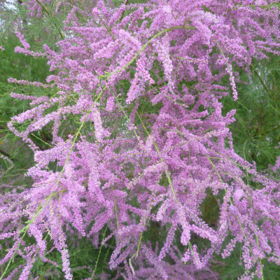 Tamarix ramosissima 'Pink Cascade' - Tamaris d'été rose