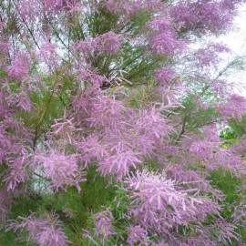 Tamarix ramosissima 'Pink Cascade' - Tamaris d'été rose