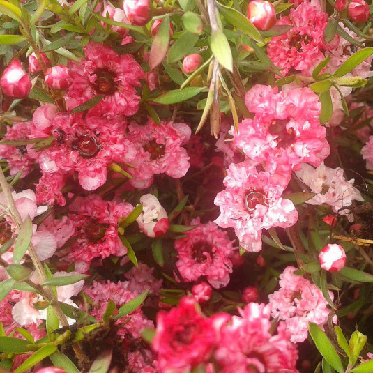 Leptospermum scoparium 'Coral Candy' - Faux myrtes rose - Arbre à thé - Manuka