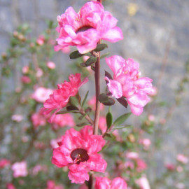 Leptospermum scoparium 'Coral Candy' - Faux myrtes rose - Arbre à thé - Manuka