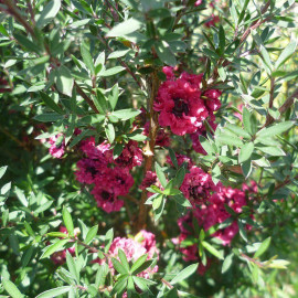 Leptospermum scoparium 'Winter Cheer' - Faux myrtes rouge - Arbre à thé - Manuka