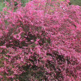 Leptospermum scoparium 'Winter Cheer' - Faux myrtes rouge - Arbre à thé - Manuka