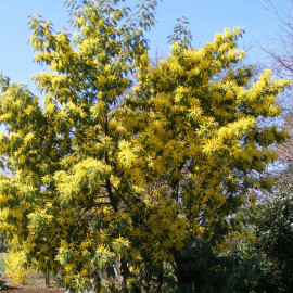Acacia dealbata - Mimosa argenté - Mimosa d'hiver