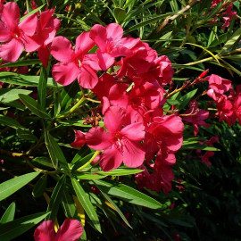 Nerium oleander 'Jannoch' - Laurier rose à fleurs rouges - Rosage simple